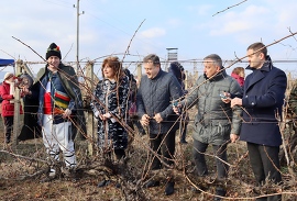 В Лясковец зарязаха лозята за здраве и берекет и се…